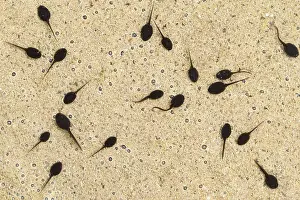 Epidalea Prints: Natterjack toad (Epidalea calamita) tadpoles in shallow water