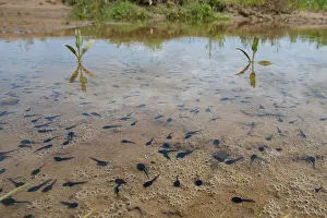 Epidalea Prints: Natterjack toad (Epidalea calamita) tadpoles in shallow water