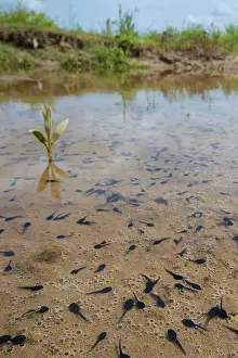 Epidalea Prints: Natterjack toad (Epidalea calamita) tadpoles in shallow water
