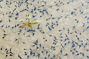 Epidalea Prints: Natterjack toad (Epidalea calamita) tadpoles in shallow water