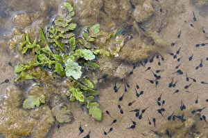 Anura Prints: Natterjack toad (Epidalea calamita) tadpoles in shallow water