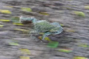 Photographic Effect Prints: Natterjack toad (Epidalea calamita) walking, Millingerwaard, The Netherlands. May