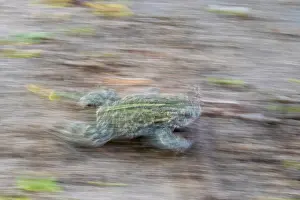 High Angle View Prints: Natterjack toad (Epidalea calamita) walking, Millingerwaard, The Netherlands. May