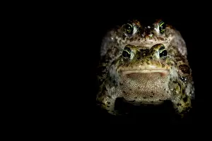 Anura Prints: Natterjack toads (Epidalea calamita) pair in amplexus at night