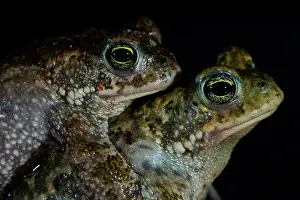 Amphibia Prints: Natterjack toads (Epidalea calamita) pair in amplexus at night