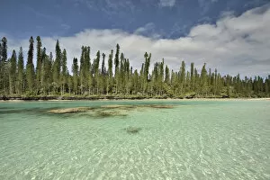 2020 February Highlights Collection: Natural basin in Oro Bay with the New Caledonia pines (Araucaria columnaris) that