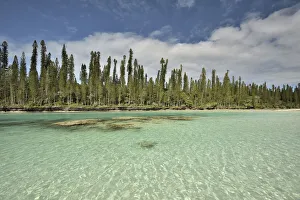 Natural basin in Oro Bay with the New Caledonia pines (Araucaria columnaris) that