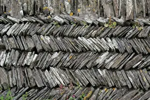 Saxifragales Prints: Navelwort (Umbilicus rupestris) growing on traditional herringbone pattern drystone wall