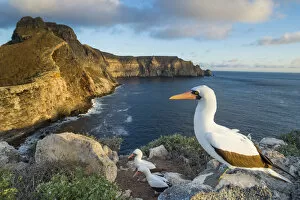 Tui De Roy - A Lifetime in Galapagos Gallery: Nazca booby (Sula granti) on the coast of Wolf Island, Galapagos