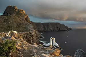 Galapagos Prints: Nazca booby (Sula granti) colony perched on cliff top, Wolf Island, Galapagos Islands