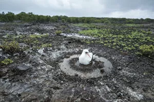 Nazca booby (Sula granti) on nest. Genovesa Island, Galapagos. February 2017