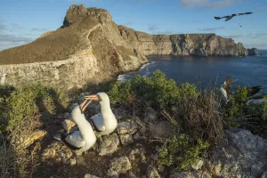 Nazca booby (Sula granti), pair billing on coastal cliff in evening light. Wolf Island, Galapagos