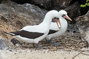 Rock Prints: Nazca booby (Sula granti) pair building nest, Genovesa Island, Galapagos