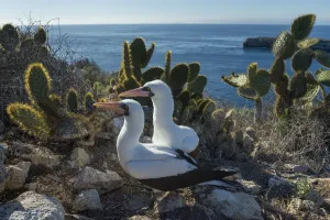 Nazca booby (Sula granti), pair amongst Prickly pear (Opuntia sp) cacti at coast