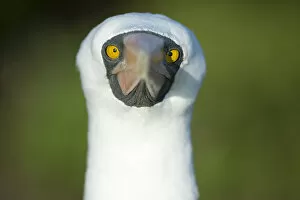 Images Dated 13th February 2015: Nazca booby (Sula granti) portrait, Galapagos, Ecuador