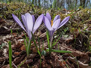 Iridaceae Prints: Neapolitan crocus (Crocus neapolitanus) in flower in woodland