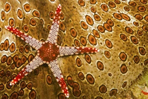 2018 January Highlights Gallery: Necklace seastar (Fromia monilis) on Sea cucumber (Bohadaschia argus) Yap, Micronesia