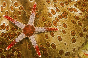 Necklace seastar (Fromia monilis) on Sea cucumber (Bohadaschia argus) Yap, Micronesia