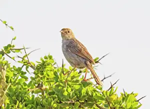 Southern Africa Prints: Neddicky (Cisticola fulvicapilla) perched in bush over its breeding territory