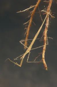 Aquatic Gallery: Needle bug nymph (Ranatra linearis) hidden in roots and waiting for prey, Europe