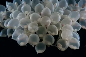 Sepiidae Prints: Needle cuttlefish (Sepia aculeata) eggs
