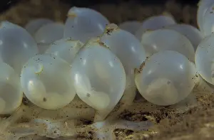 Sepiidae Prints: Needle cuttlefish (Sepia aculeata) eggs