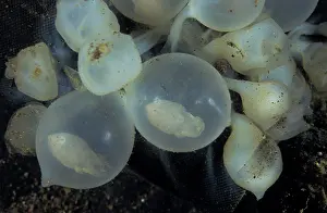 Sepiidae Prints: Needle cuttlefish (Sepia aculeata) eggs that have been laid inside a purse that was thrown into the ocean as trash