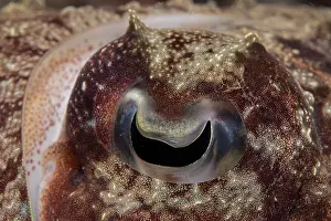 Sepiidae Prints: Needle cuttlefish (Sepia aculeata) eye detail, Raja Ampat, Indonesia, Pacific Ocean