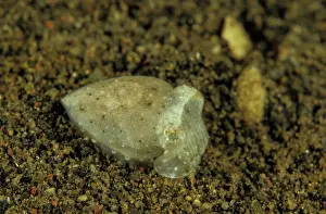Sepiidae Prints: Needle cuttlefish (Sepia aculeata) newly hatched