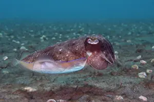 Sepiidae Prints: Needle cuttlefish (Sepia aculeata) portrait, Bali, Indonesia, Pacific Ocean