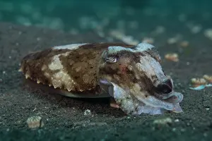 Sepiidae Prints: Needle cuttlefish (Sepia aculeata) resting on the sandy seabed