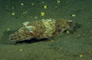 Sepiidae Prints: Needle cuttlefish (Sepia aculeata)