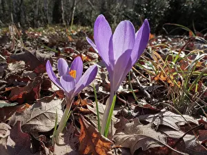 Iridaceae Prints: Neglected crocus (Crocus neglectus) in flower in woodland