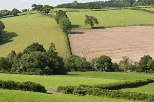 Hedges Prints: Neighbouring farmland to Denmark Farm Conservation Centre which is grazed and farmed intensively