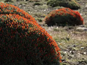 Chile Prints: Neneo Macho / Scarlet gorse of Patagonia (Anarthrophyllum desideratum) in flower