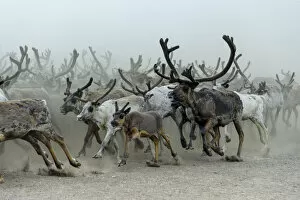 2018 September Highlights Collection: Nenet people herding Reindeer (Rangifer tarandus) Nenets Autonomous Okrug, Arctic