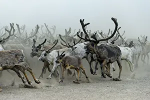 Culture Prints: Nenet people herding Reindeer (Rangifer tarandus) Nenets Autonomous Okrug, Arctic