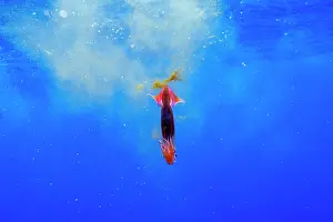 French Polynesia Prints: Neon flying squid (Ommastrephes bartramii) producing ink after being chased by tuna