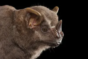 Phyllostomidae Prints: Neotropical fruit bat (Artibeus intermedius) portrait, nectarivorous bat (Phyllostomidae