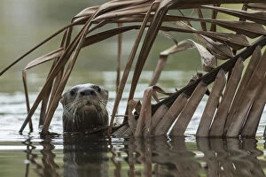 Neotropical river otter (Lontra longicaudis) in water, Nicoya Peninsula, Costa Rica, March 2015