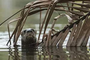 Nick Hawkins Prints: Neotropical river otter (Lontra longicaudis) in water