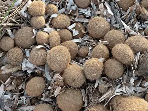 Alismatales Prints: Neptune balls, balls of fibrous material from the foliage of Seagrass (Posidonia oceanica) washed up on shoreline