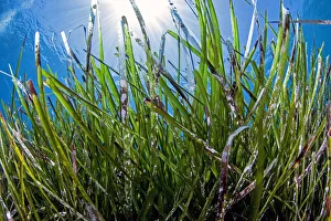 Alismatales Prints: Neptune seagrass meadow (Posidonia oceanica) in the coastal zone of the Samaria National