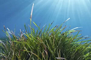 Alga Oceanica Gallery: Neptune seagrass (Posidonia oceanica) meadow, Samaria National Park, Chania, Crete