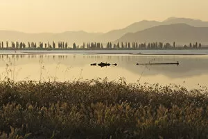 Neretva river delta, with Harestail grass (Lagurus ovatus) in the foreground, Mediterranean
