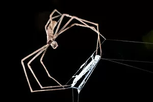 Arachnids Gallery: Net-casting / Ogre-faced Spider (Deinopis sp.) with net. Active at night, Masoala National Park