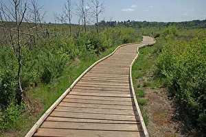 Heath Prints: New boardwalk, installed after major fire three years prior