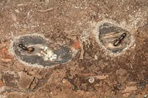 Gyne Prints: Two new Ferruginous carpenter ant (Camponotus chromaiodes) queens starting new colonies beneath bark of log