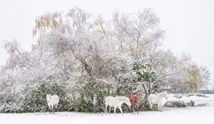Hampshire Prints: New Forest ponies sheltering from the snow
