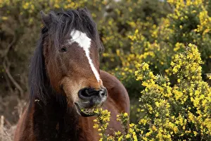 Gorses Prints: New Forest pony (Equus caballus) eating gorse flowers, Hampshire, England, UK. March